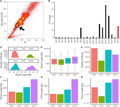 Analysis of the Mouse Y Chromosome by Single-Molecule Sequencing With Y Chromosome Enrichment